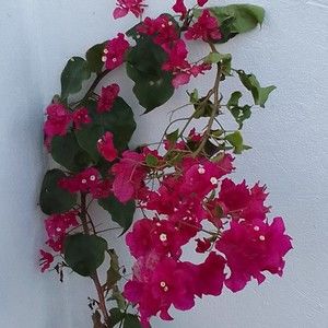 Meet your Posher, Cherine